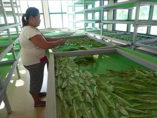 Medicinal Plant Production