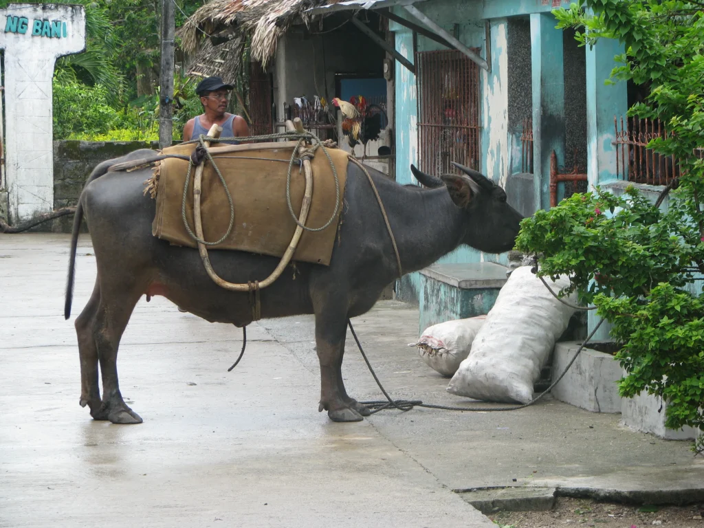 Island-217-scaled-e1763998654250